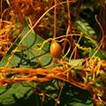 Cuscuta pentagona